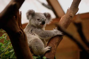 Jaký kontinent obývaných koala? Jaký kontinent obývaných koala?