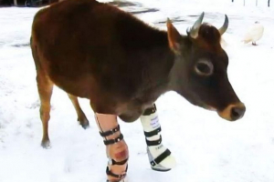 Kráva zvládla protézy Kráva zvládla protézy
