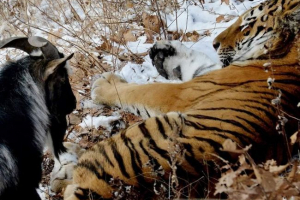 Timurův koza řídil amur z domova v sněžení