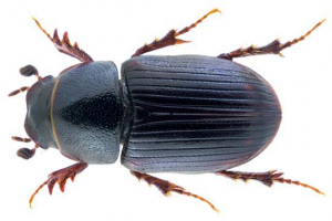 Červená kniha kraje kemerovo (kuzbass) Červená kniha kraje kemerovo (kuzbass)