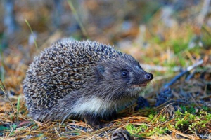 Red book of pskov regionu Red book of pskov regionu