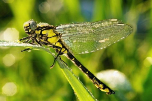Červená kniha rostovského regionu Červená kniha rostovského regionu
