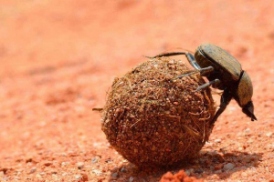 Kdo jsou thesetyfaggy? Jaké organismy se s nimi souvisí?