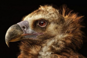 Kteří jsou takové supy a jaký druh odrůd existují v přírodě Kteří jsou takové supy a jaký druh odrůd existují v přírodě