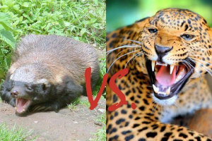 Leopard spěchal s medoiicemi