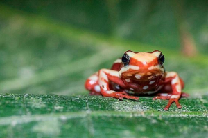 Žába a ropucha: jedná se o obojživelník nebo plazi?