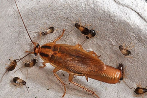 Lidé mají společný předek s švábies