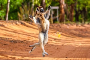 Madagaskar lemur ukázal chůze krále juliana Madagaskar lemur ukázal chůze krále juliana