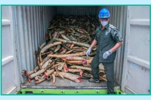 Malajsie zničila 9,5 tun slonoviny