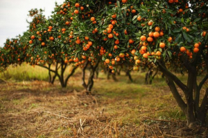 Mandarinka Mandarinka