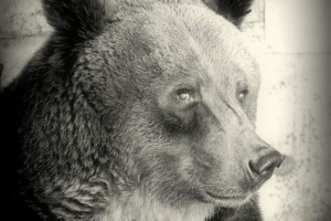 Medvěd, uložený z zoo ussuri, zemřel po evakuaci Medvěd, uložený z zoo ussuri, zemřel po evakuaci