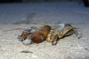 Medvedka nebo krtkový kriket Medvedka nebo krtkový kriket