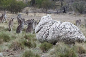 Držitel světového záznamu v počtu vlny byl ram z austrálie Držitel světového záznamu v počtu vlny byl ram z austrálie