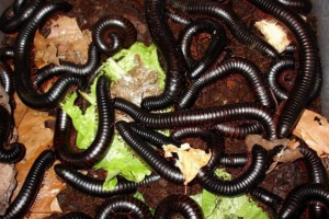 Multicacie attack stěny domů v regionu chelyabinsk