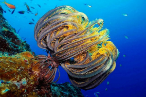 Lilie - kde obývání?