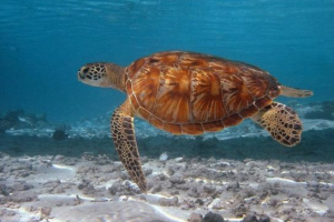 Problémy s přežitím mořských želv Problémy s přežitím mořských želv