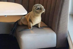 Sea lion se usadil v restauraci san diegu
