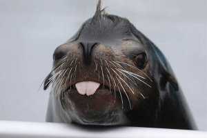 Sea lion zabručené na lenošku: video, střílel na pláži, dobyl internet Sea lion zabručené na lenošku: video, střílel na pláži, dobyl internet