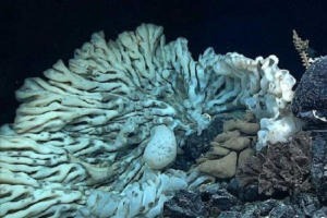 Na dně tichého oceánu našel obrovskou houbu Na dně tichého oceánu našel obrovskou houbu
