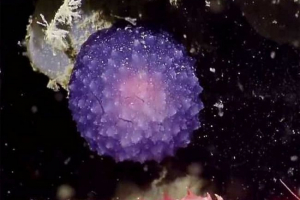 Ve spodní části pacifiku našel tajemný stvoření