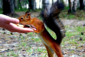 Na ukrajině, dívka uspořádala jídelna pro bílkoviny Na ukrajině, dívka uspořádala jídelna pro bílkoviny