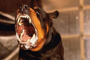 V uralech, dva psi zmatili tovární dělník. Video. V uralech, dva psi zmatili tovární dělník. Video.