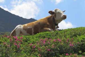 Neutralismus (biologie): popis a příklady