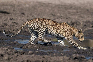 Neobvyklý rybolov leopard: jak velký lovec chytil sumec v louži