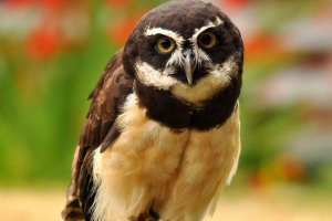 Non-fázový bod sova - moudrý pták brýle Non-fázový bod sova - moudrý pták brýle