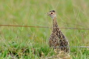 Votura darwin - pták se slavným názvem druhu Votura darwin - pták se slavným názvem druhu