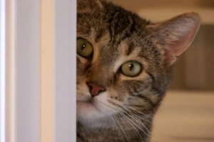 Novosibirsk cat tisch způsobil výzvu vzpoury Novosibirsk cat tisch způsobil výzvu vzpoury