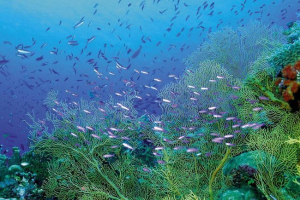 Obyvatelé černého moře: kdo jsou? Obyvatelé černého moře: kdo jsou?