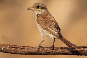 Obyčejný julan Obyčejný julan