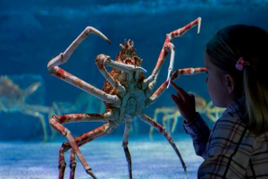 Obrovský krab se usadil v britském oceanarium Obrovský krab se usadil v britském oceanarium