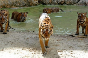 Nebezpečná zvířata thajsko Nebezpečná zvířata thajsko