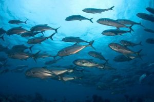 Popis a jména druhů mořských ryb Popis a jména druhů mořských ryb