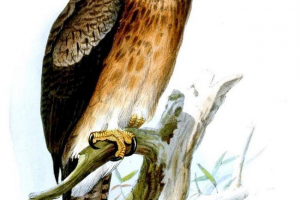 Eagle gerney - pták pták Eagle gerney - pták pták