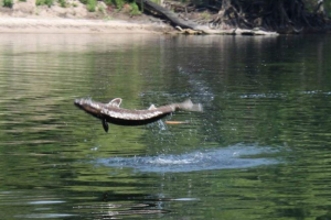 Sturgeon zabil 5letou dívku při chůzi na lodi Sturgeon zabil 5letou dívku při chůzi na lodi