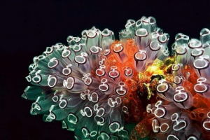 Vlastnosti chordan zvířat v procesu evoluce