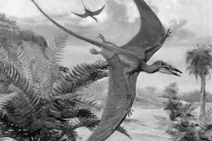 Paleontologové objevili mini-pterosaur