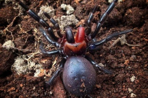 Spider-dracula: pravda nebo mýtus? Spider-dracula: pravda nebo mýtus?