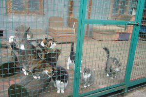 Perm důchodce ukázal všechny své úspory koček Perm důchodce ukázal všechny své úspory koček