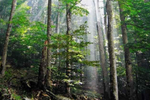 Primární nebo panenský les Primární nebo panenský les