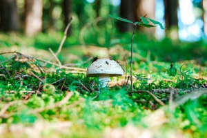 První jarní houby První jarní houby