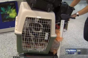 Pilotní vložka přerušila transatlantický let pro záchranu psa Pilotní vložka přerušila transatlantický let pro záchranu psa