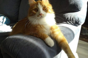 Pět finských koček přijatých pro spásu lidí titul hrdinů Pět finských koček přijatých pro spásu lidí titul hrdinů