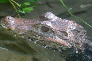 U ulic ryazan, krokodýlí putuje U ulic ryazan, krokodýlí putuje