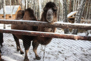 U ulic ufa procházky únikový velbloud