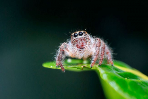 Proč pavouk není hmyz?