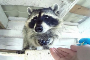 Moskevská oblast otevřela mateřskou školu pro mývalové